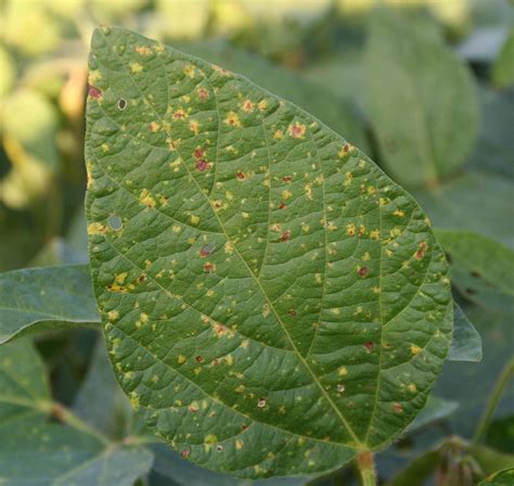 Soybean | Diseases and Pests, Description, Uses, Propagation