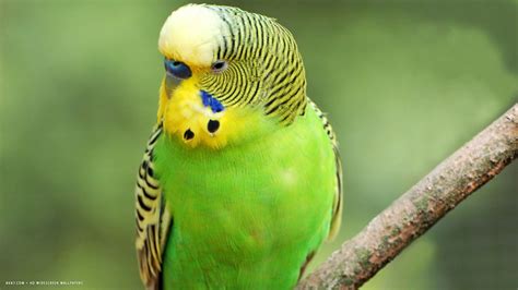 parakeet, Budgie, Parrot, Bird, Tropical, 4 Wallpapers HD / Desktop and ...