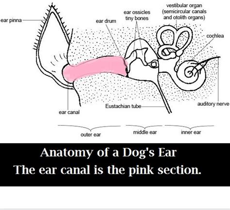 Diagram Of Dog Ear Canal