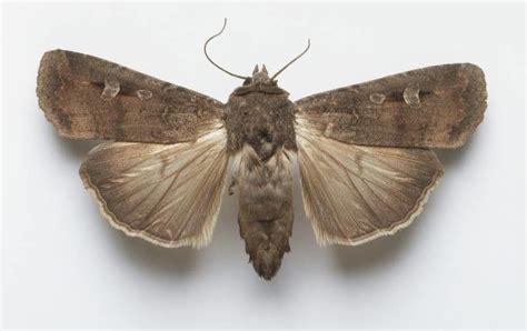 Australian moth species found to use magnetism to migrate — Science ...