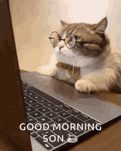 Business Cat Working GIF - BusinessCat Working Cat - Discover & Share GIFs