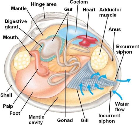 Clam Anatomy | Phylum Mollusca | Pinterest | Clams and Nature study