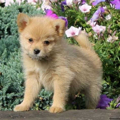 Pomeranian Poodle Lab Mix - Pets Lovers