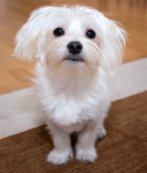 Maltese Dog Breed Information Center: The Ultimate Fluffy White Puppy