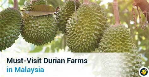 Must-Visit Durian Farms In Malaysia © LetsGoHoliday.my