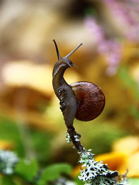 45 Pictures of Snails and Slugs