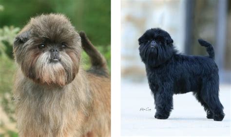 What Size Dog Is A Affenpinscher