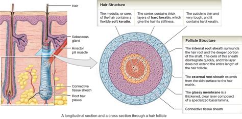 Hair - Shaft, Follicle, Structure, Hair Bulb - Root & Function