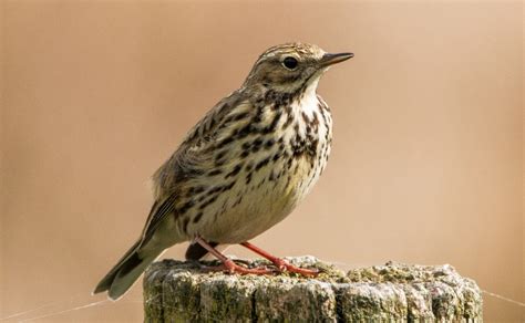 Meadow Pipit Facts: Identification, Diet, Migration Info etc ...