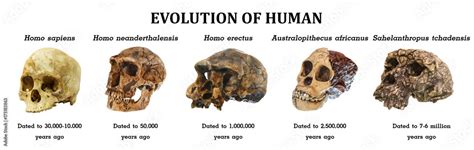 Evolution of human skull ( Sahelanthropus tchadensis . Australopithecus ...