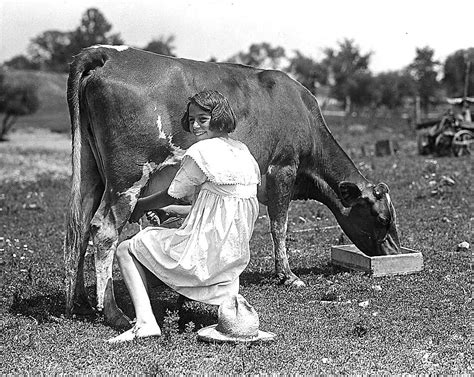 Girl Milking Guernsey Cow in Field. Plainfield, Indiana. | Flickr