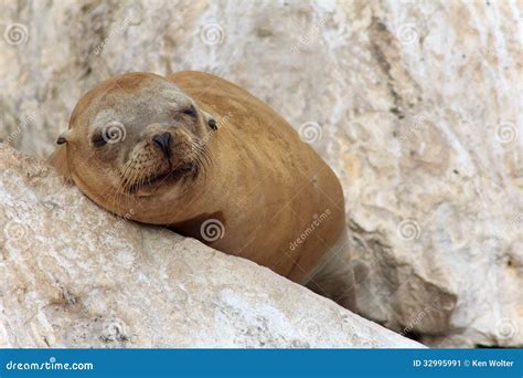 Sleeping Sea Lion stock image. Image of whiskers, mammal - 32995991