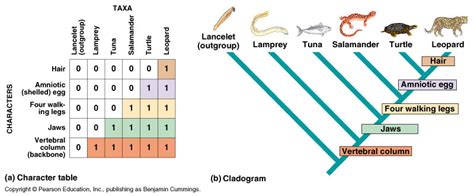 Topic 5.4: Cladistics - AMAZING WORLD OF SCIENCE WITH MR. GREEN