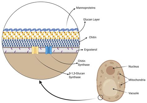 Cell Wall Makeup Of Fungi | Makeupview.co