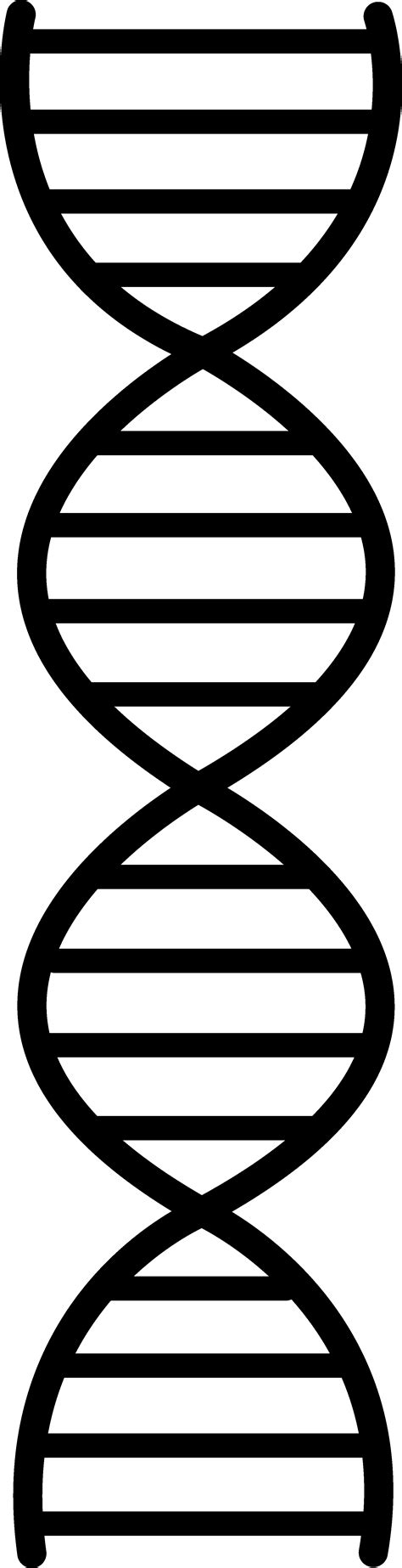 DNA replication Nucleic acid double helix Clip art - Double Helix ...