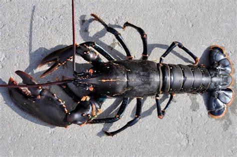 Study species, the European lobster (Homarus gammarus). Photo by Tonje ...