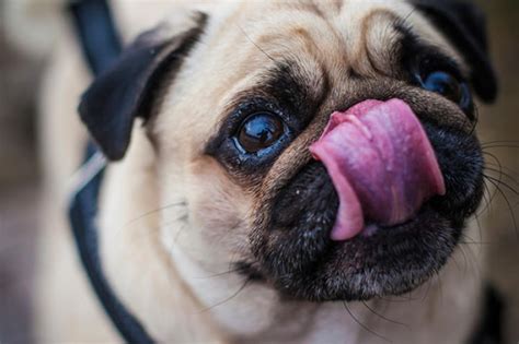 20 Dogs Who Pull Off Sticking Out Their Tongue Right | Animal Planet