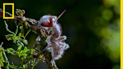 'Zombie' Parasite Cordyceps Fungus Takes Over Insects Through Mind ...