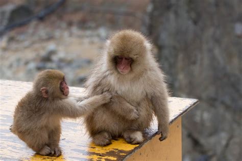 Exploring Japan's Jigokudani Monkey Park - Best Spents