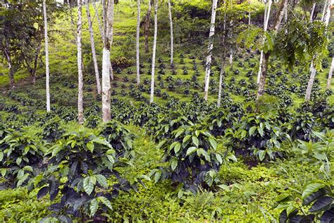 What Does Shade-Grown Coffee Really Mean? - Coffee Pouring