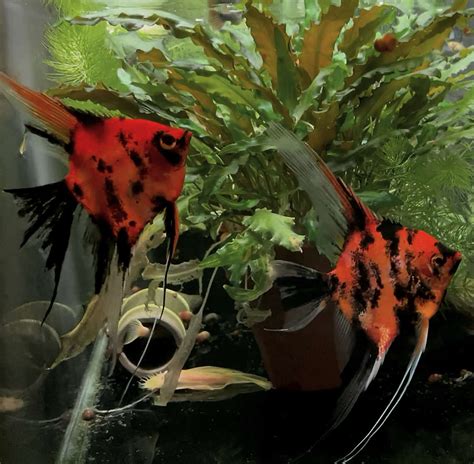 Koi Angelfish Breeding Pair #3153 for sale – Angels Plus