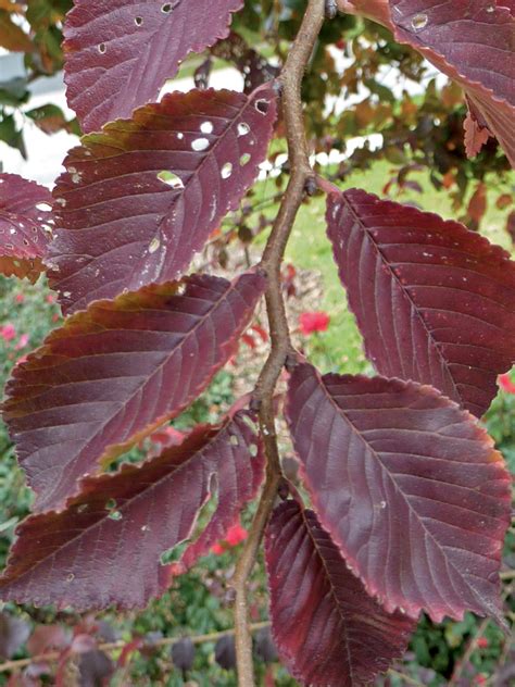 Frontier Elm (Ulmus x 'Frontier') - Great Plains Nursery