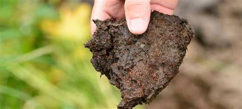 Soil Guide for Beginners | Soil Types, Basic Soil Information & More