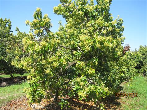 Beta Avocado tree growing is Homestead FLorida