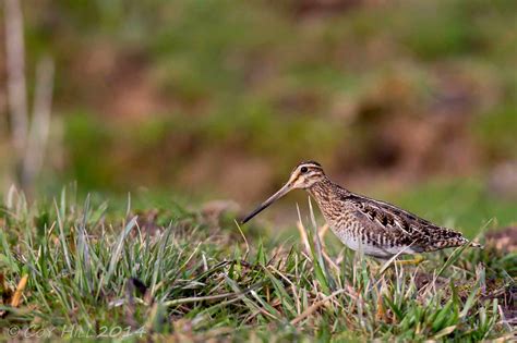 Country Captures: Snipe Hunting Anyone?