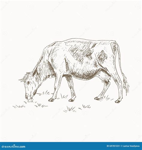 Cow eating grass stock vector. Illustration of drawn - 69781331