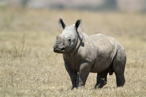 File:White Baby Rhino.jpg - Wikimedia Commons