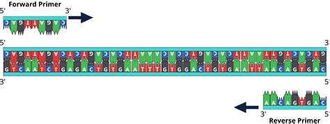 8.2: DNA Replication - Biology LibreTexts