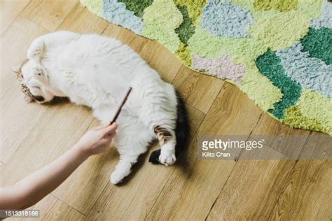 96 Persian Cat Grooming Stock Photos, High-Res Pictures, and Images ...