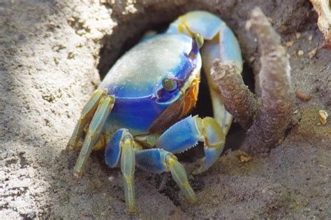 I startled this blue land crab but got this shot before it scuttled ...