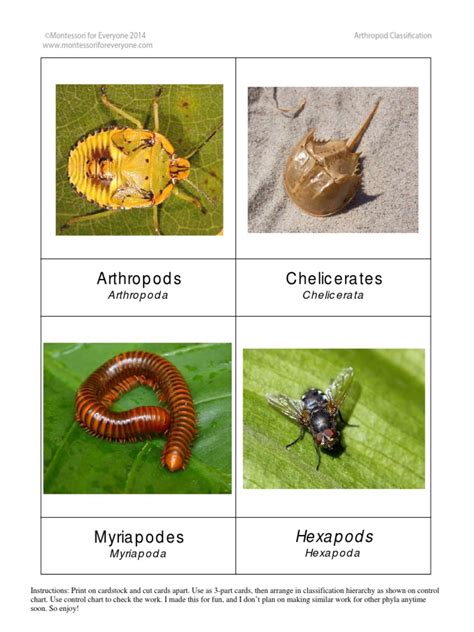 Arthropod Classification | Crustacean | Hexapoda