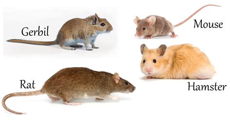 Gerbil, Cute animals, Animals