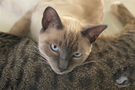 Siamese Cat Ear Care: Complete Cleaning Guide