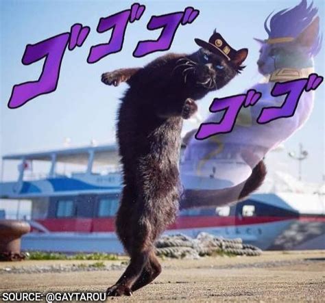 Best Jojo cat I ever saw : r/ShitPostCrusaders