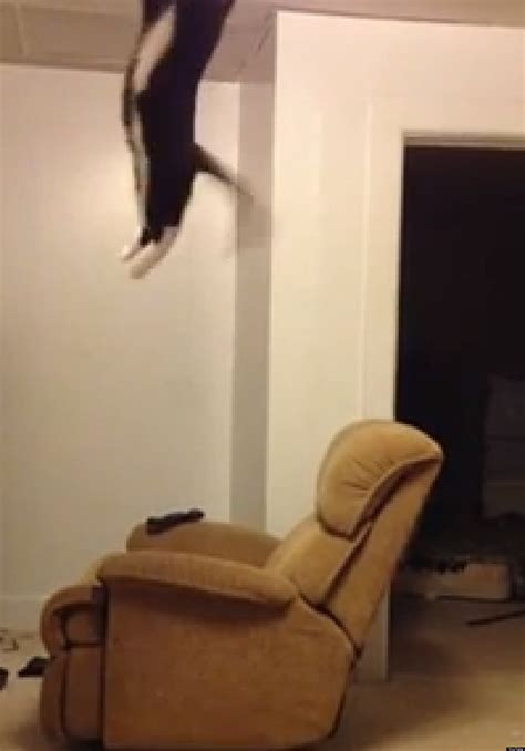 Parkour Cat Isn't Messing Around (VIDEO)