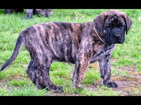 American Mastiff Puppies