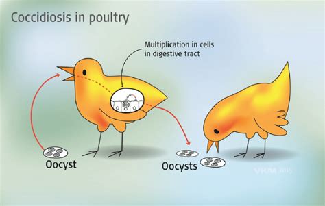 3-1 The life cycle of coccidia (Eimeria) in poultry. For more ...