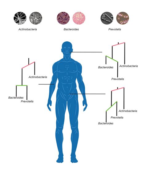 Microbes evolved to colonize different parts of the human body