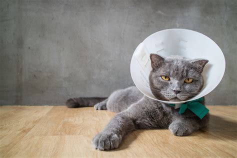 Urinary Obstruction in Cats - A Life-Threatening Emergency | Urban ...