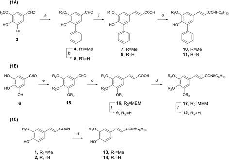 Biology-oriented development of novel lipophilic antioxidants with ...