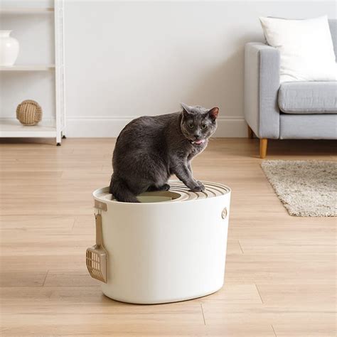 The 8 Best Cat Litter Boxes For Small Spaces In 2022