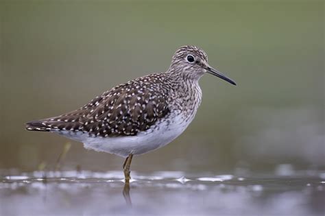 Shorebird Identification Workshop - BirdVancouver.com