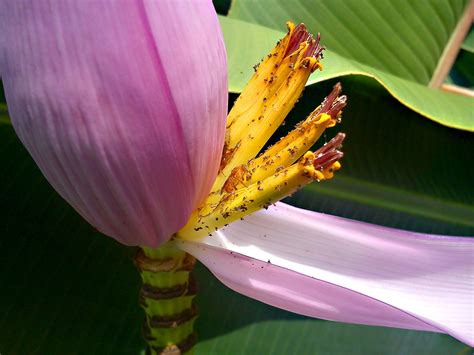 Banana Tree flowers free image download