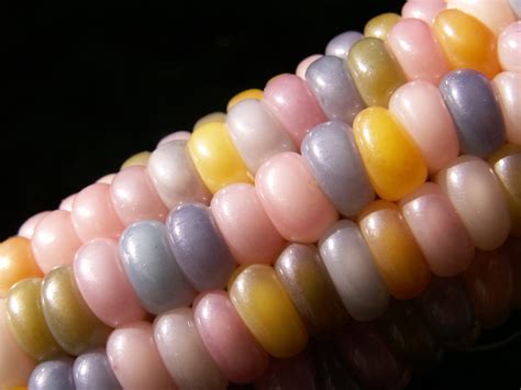 This Rainbow Corn Actually Exists. Here's How : ScienceAlert