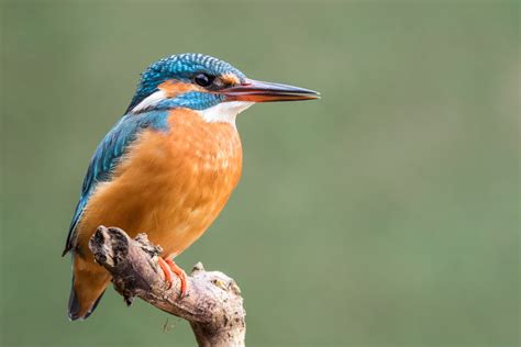 Focus photography of River kingfisher HD wallpaper | Wallpaper Flare