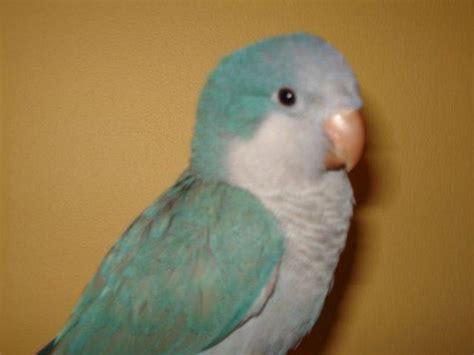 Blue Quaker Parrot : Biological Science Picture Directory – Pulpbits.net